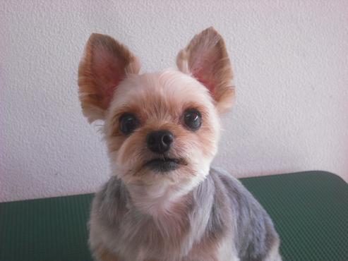 ファイル 1946-1.jpg