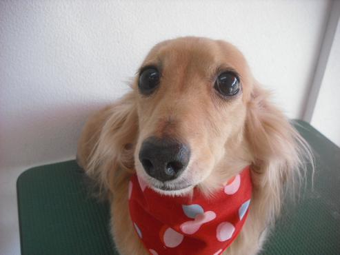 ファイル 1947-1.jpg