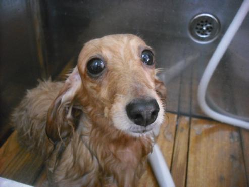 ファイル 1947-2.jpg