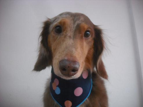 ファイル 1948-1.jpg