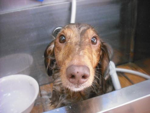 ファイル 1948-2.jpg