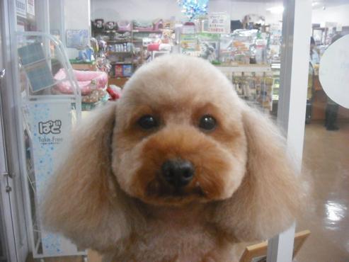 ファイル 1949-1.jpg