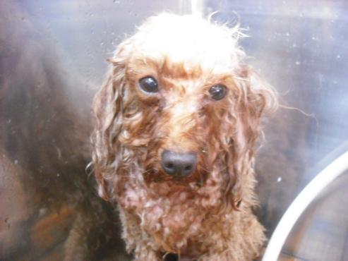 ファイル 1949-2.jpg