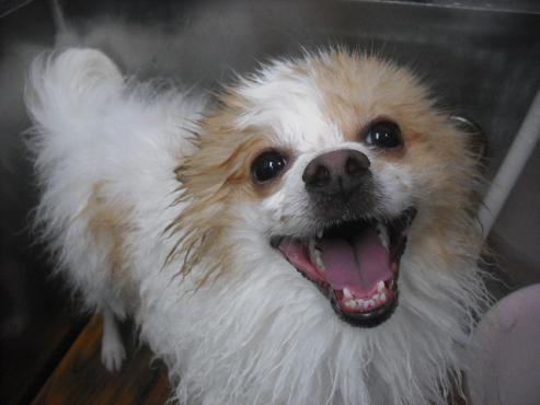 ファイル 1950-2.jpg