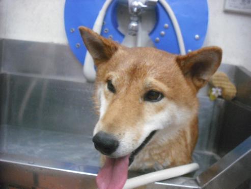 ファイル 1951-2.jpg