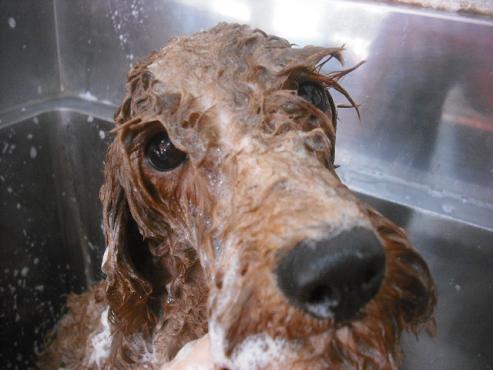 ファイル 1952-2.jpg