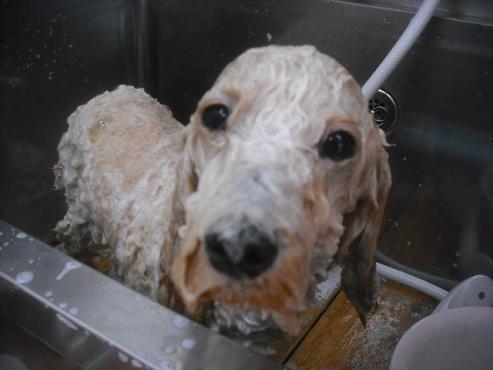 ファイル 1953-2.jpg