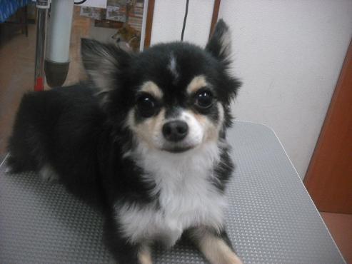 ファイル 1954-1.jpg