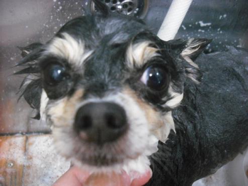 ファイル 1954-2.jpg