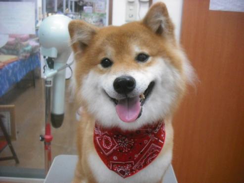 ファイル 1955-1.jpg