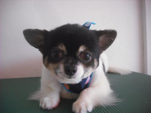 ファイル 1956-1.jpg