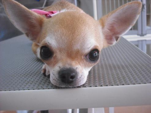 ファイル 1958-1.jpg