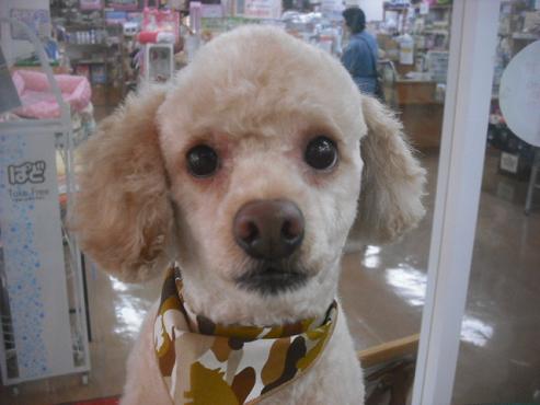 ファイル 1962-1.jpg