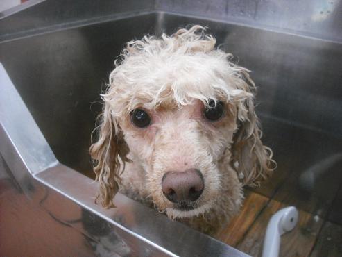 ファイル 1962-3.jpg