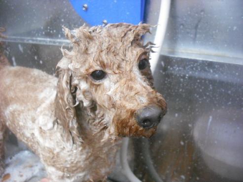 ファイル 1963-2.jpg