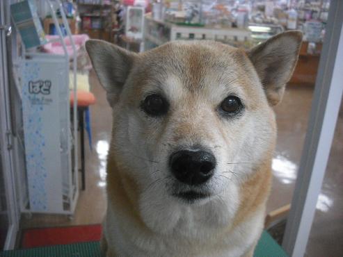 ファイル 1964-1.jpg