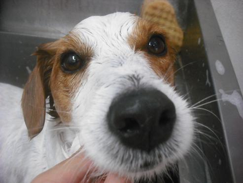 ファイル 1968-3.jpg