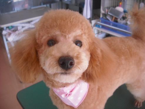 ファイル 1983-1.jpg