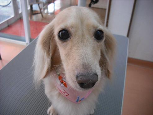 ファイル 20-1.jpg