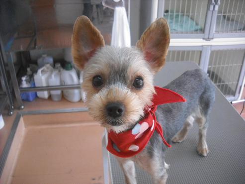 ファイル 2000-1.jpg