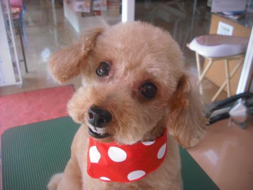 ファイル 2004-1.jpg