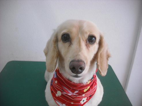 ファイル 2008-1.jpg