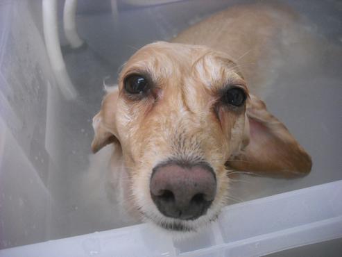 ファイル 2008-2.jpg