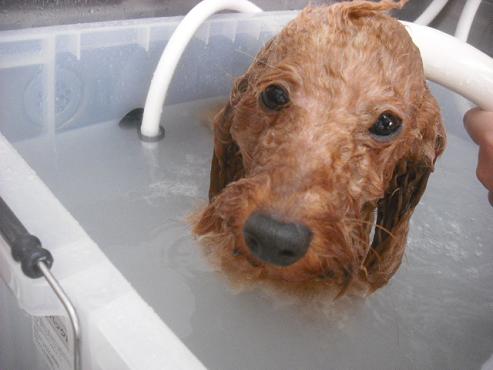 ファイル 2010-2.jpg