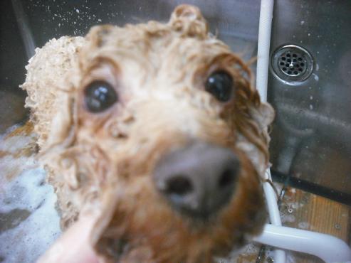 ファイル 2011-2.jpg