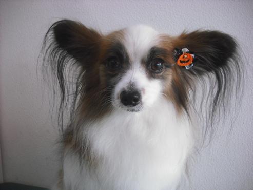 ファイル 2012-1.jpg