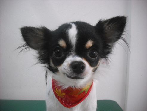 ファイル 2015-1.jpg