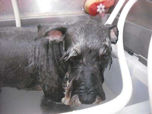 ファイル 2017-2.jpg