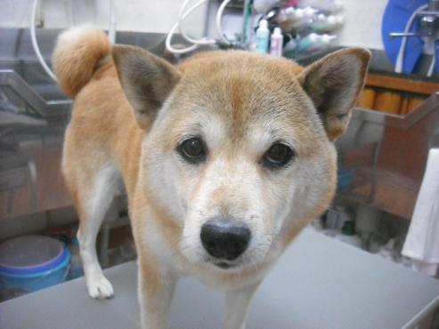 ファイル 2030-1.jpg