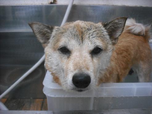 ファイル 2030-2.jpg