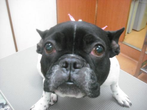 ファイル 2031-1.jpg