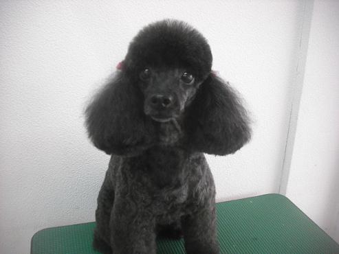 ファイル 2032-1.jpg