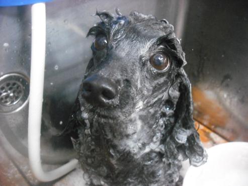 ファイル 2032-2.jpg