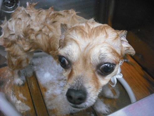 ファイル 2033-2.jpg