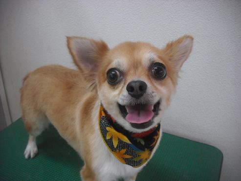 ファイル 2033-3.jpg