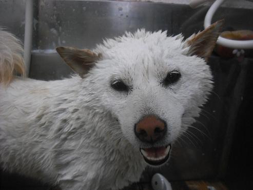 ファイル 2036-2.jpg