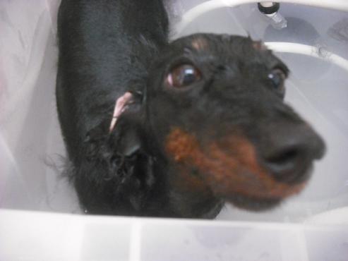 ファイル 2038-2.jpg