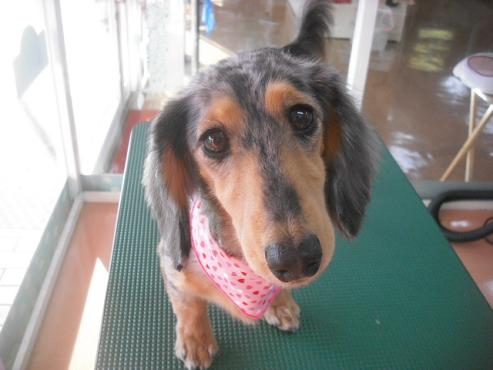 ファイル 2039-1.jpg