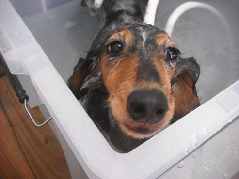 ファイル 2039-2.jpg