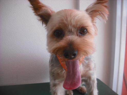 ファイル 2040-1.jpg