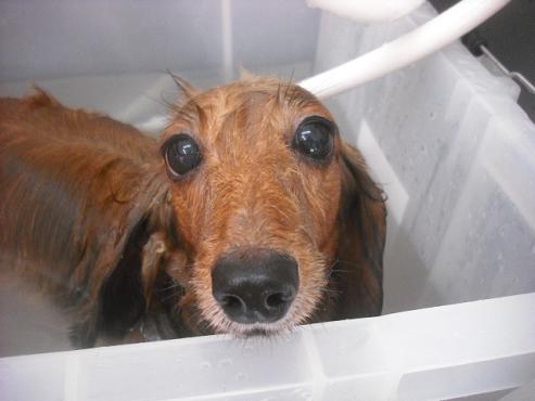 ファイル 2041-2.jpg