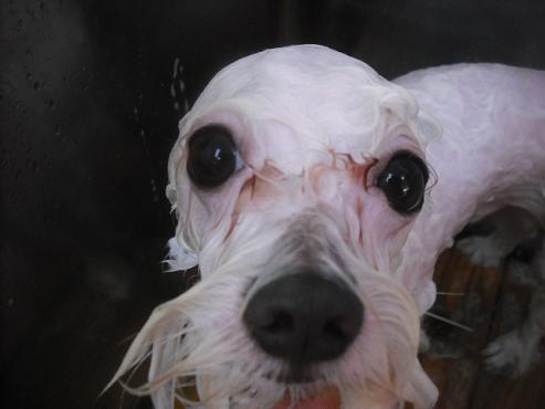 ファイル 2042-2.jpg