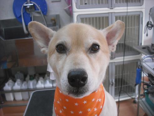 ファイル 2043-1.jpg