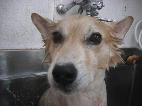 ファイル 2043-2.jpg