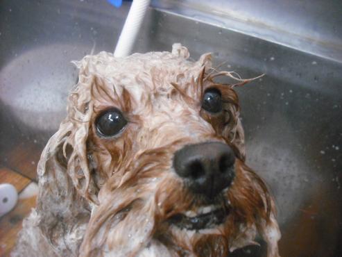 ファイル 2046-2.jpg