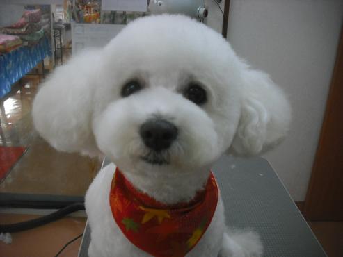 ファイル 2047-1.jpg